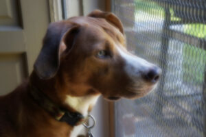 A dog looking outside from window