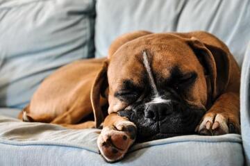 brown dog sleeping on grey couch