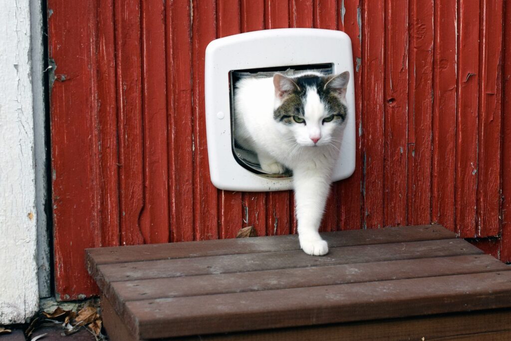 cat using cat flap and comes out independently.