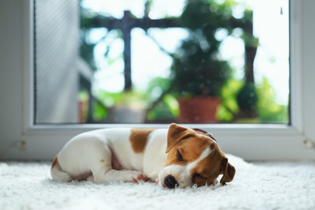 Jack russel puppy on white carpet.