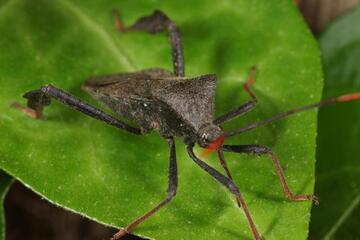 leaf-footed bug sitting on a leaf