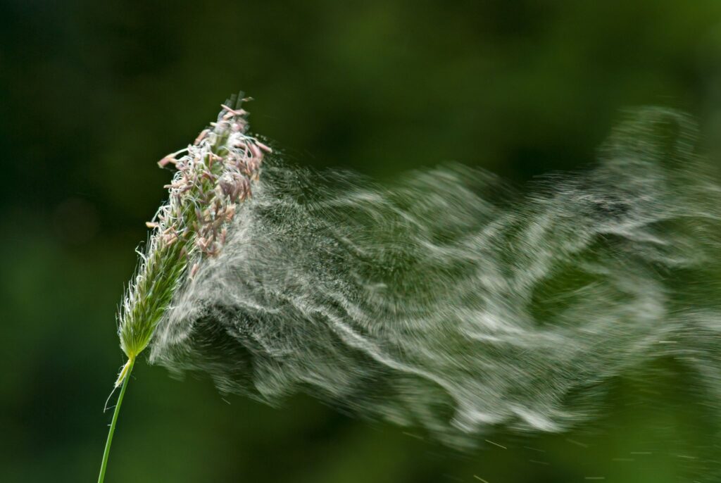 Grasses pollen flying